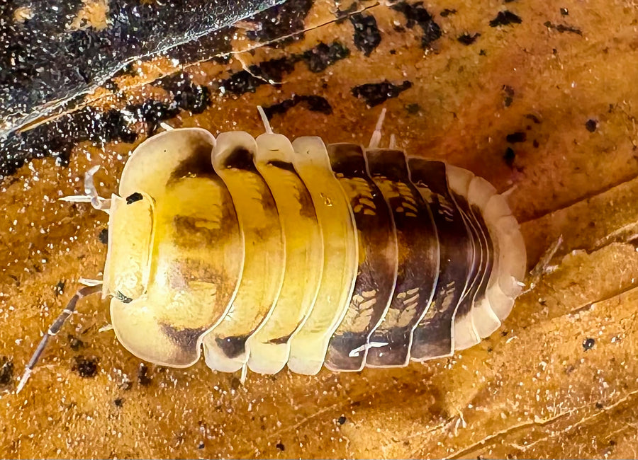 Cubaris sp "Amber Panda"