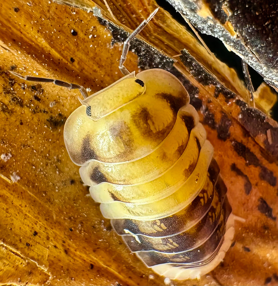 Cubaris sp "Amber Panda"