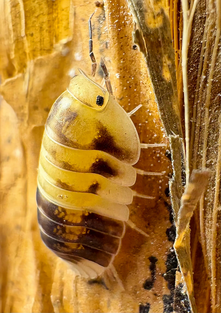 Cubaris sp "Amber Panda"