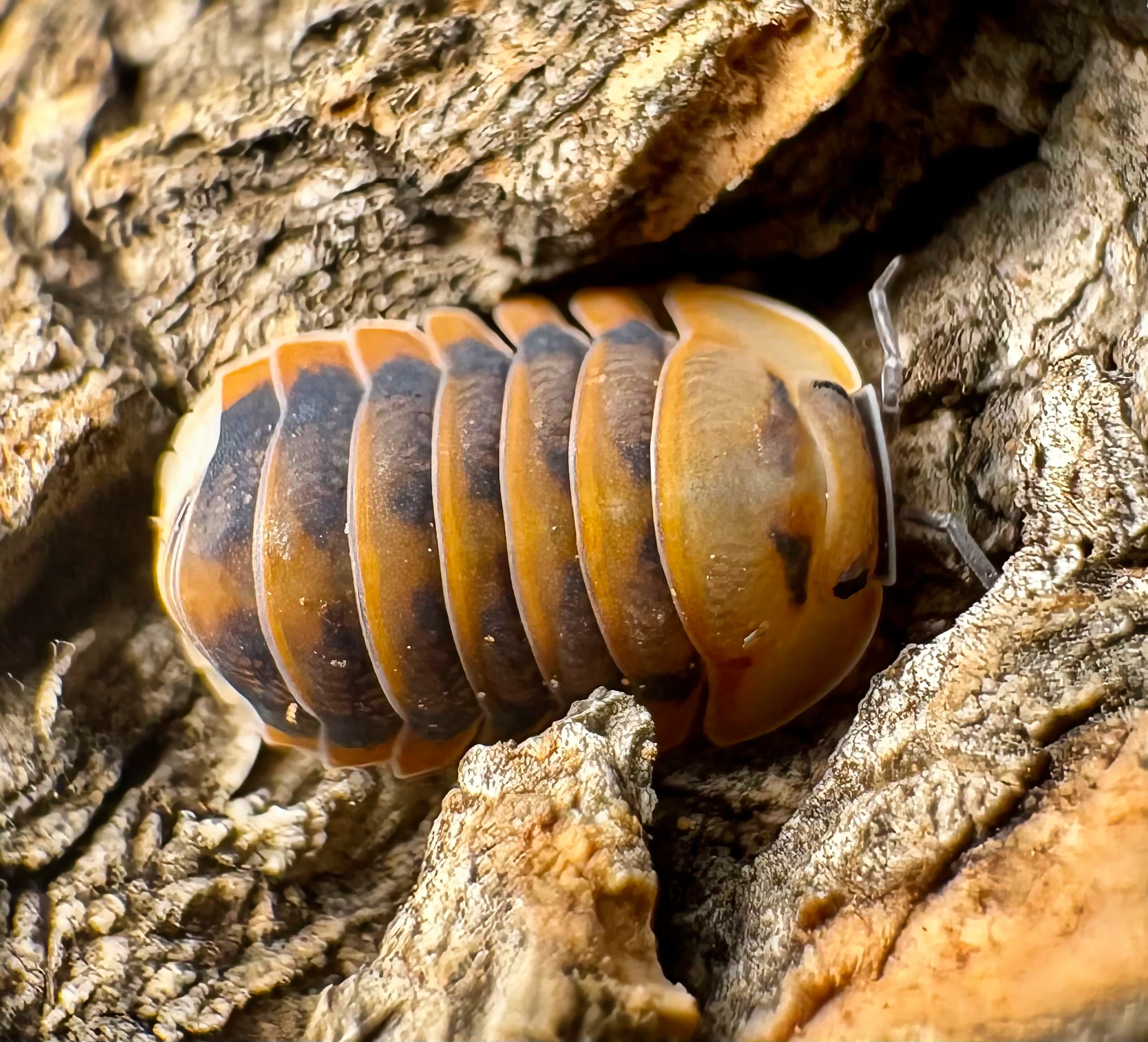 Cubaris sp "Angry Monk"