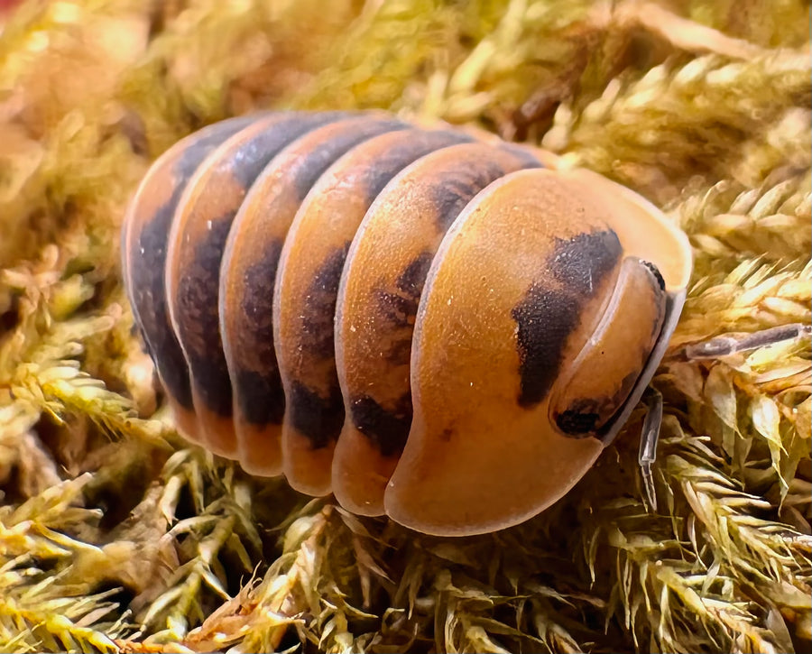 Cubaris sp "Angry Monk"