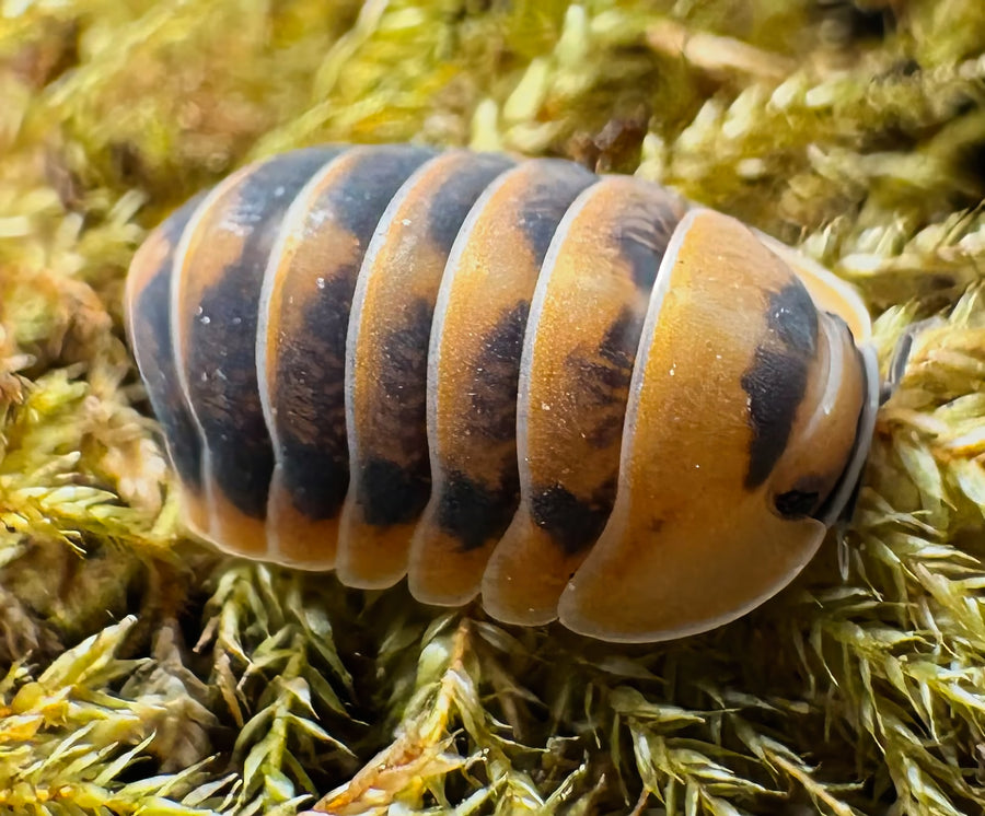 Cubaris sp "Angry Monk"