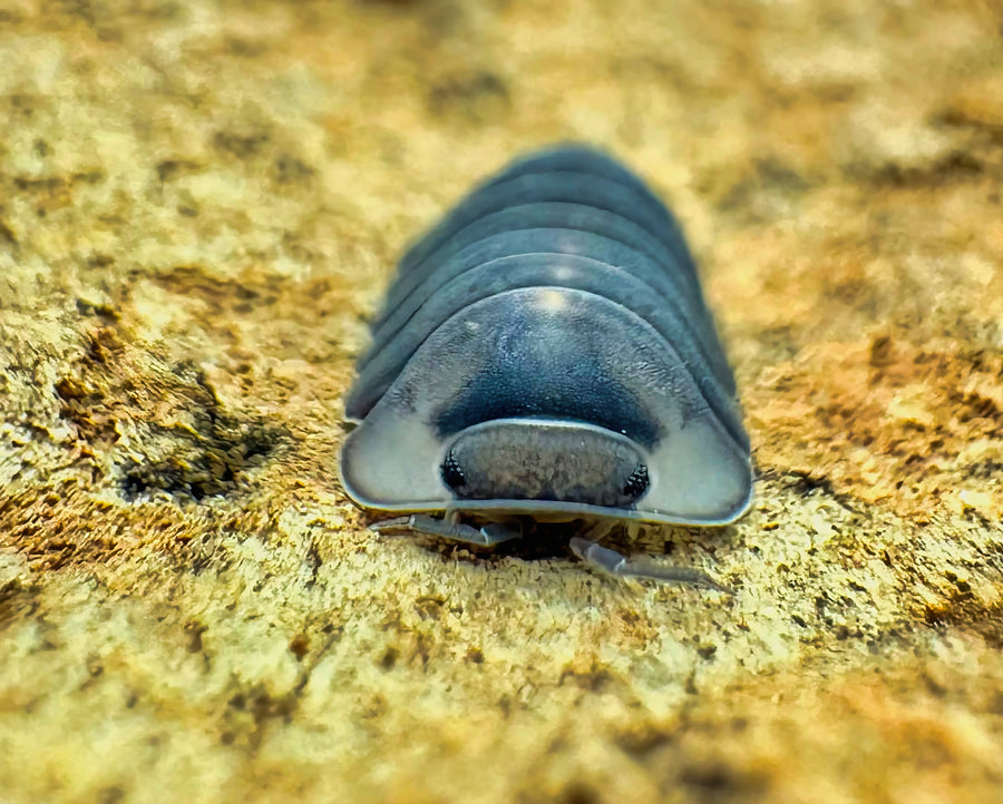 Cubaris sp "Angry Monk"
