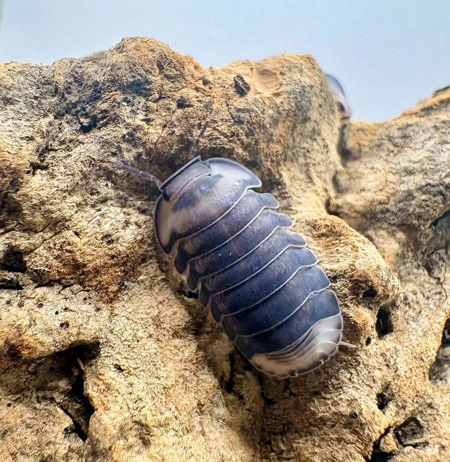 Cubaris sp "Angry Monk"