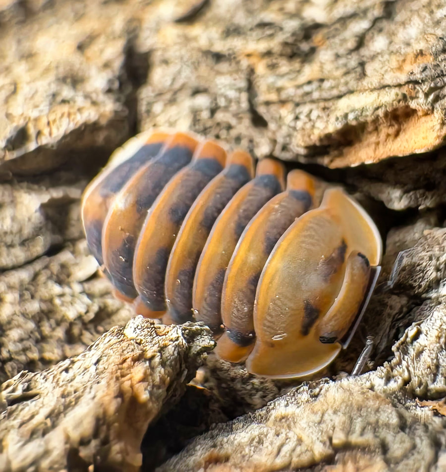 Cubaris sp "Angry Monk"