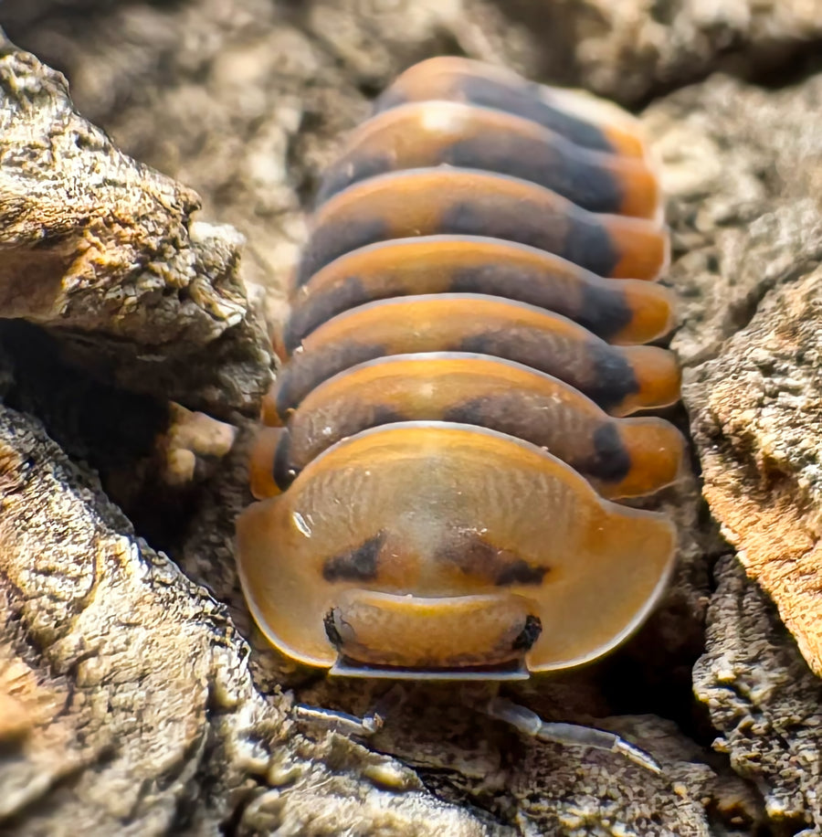 Cubaris sp "Angry Monk"