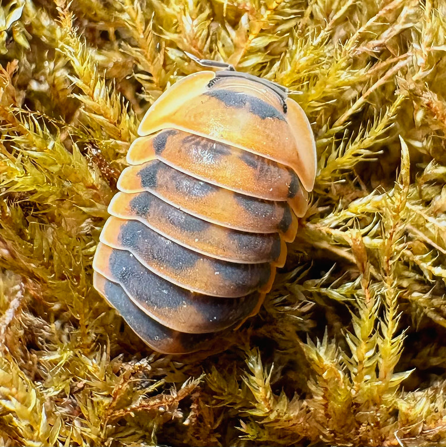 Cubaris sp "Angry Monk"
