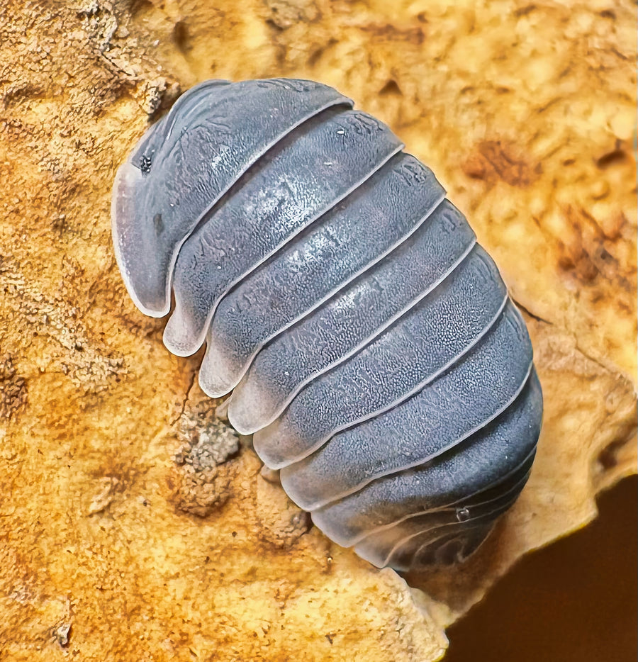 Cubaris sp "Big Blue"