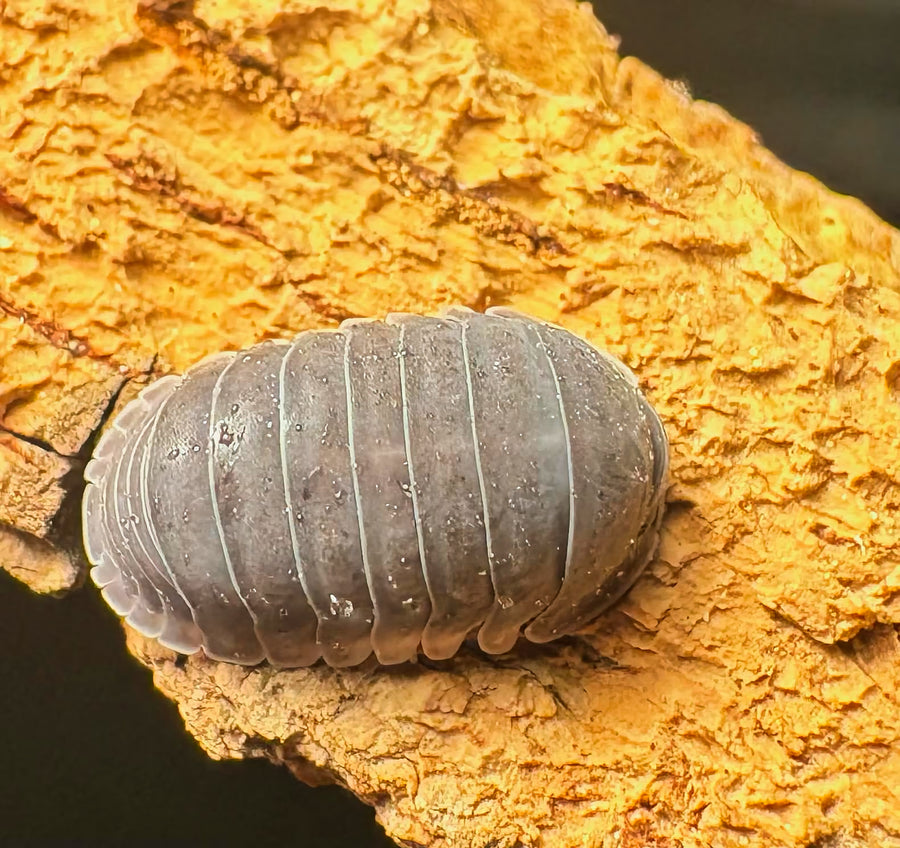 Cubaris sp "Big Blue"