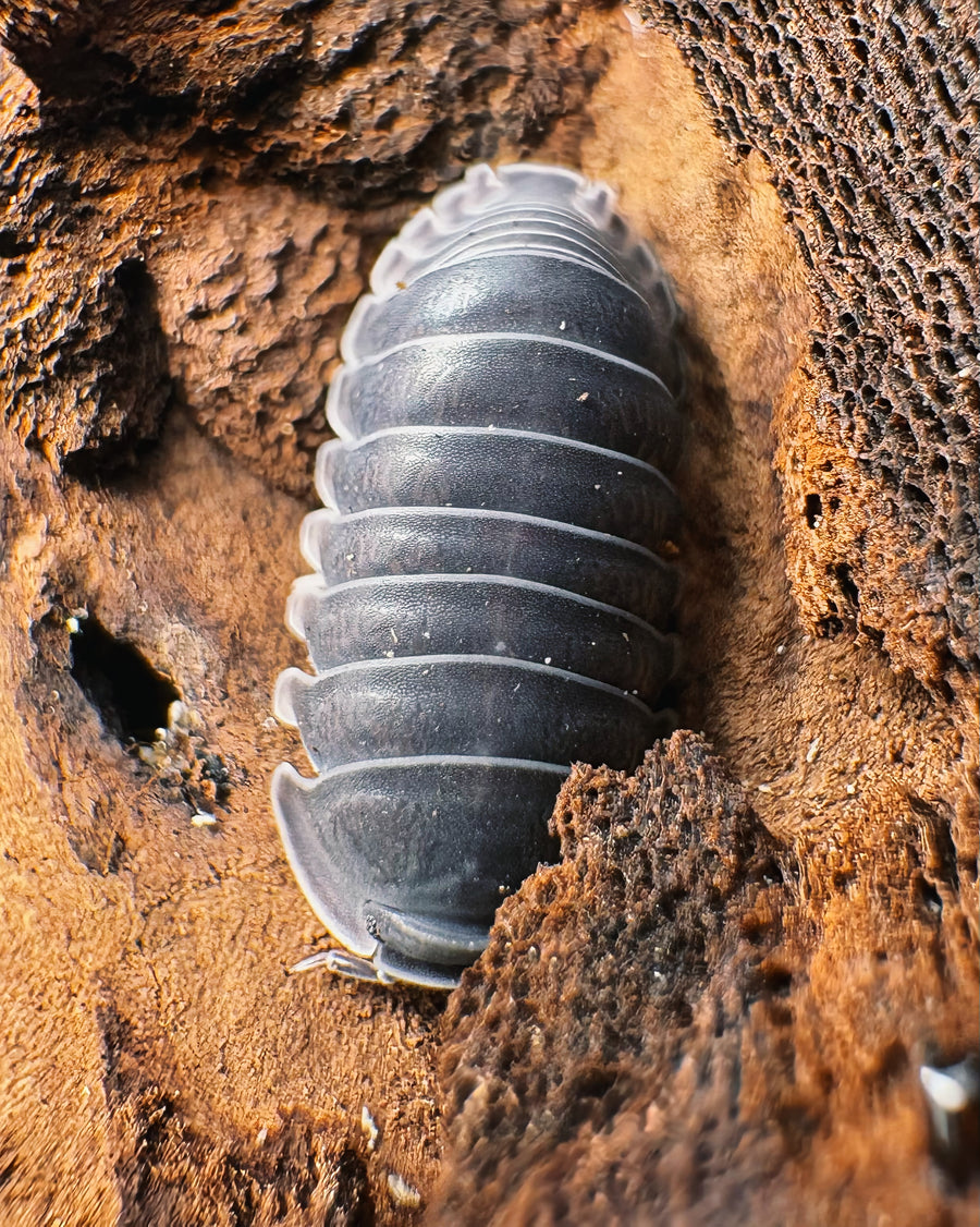 Cubaris sp "Big Blue"