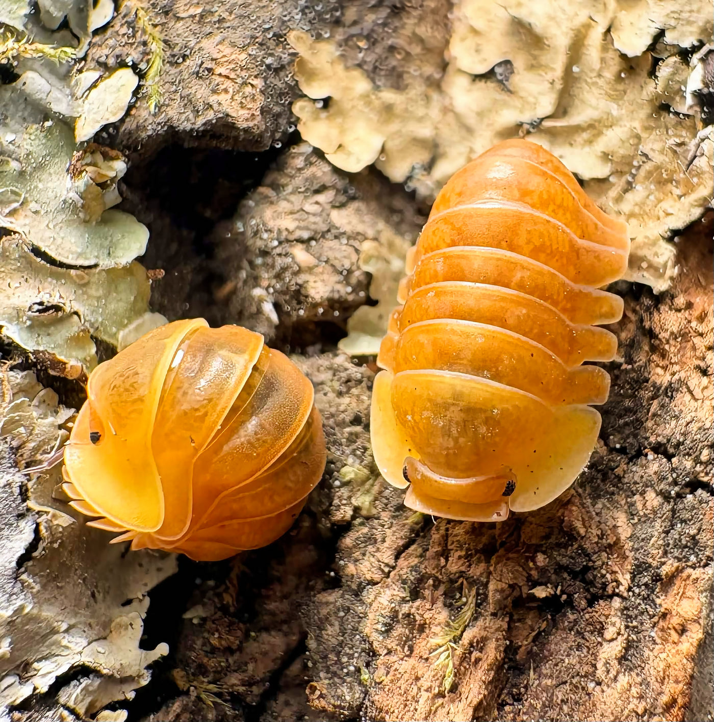 Cubaris sp "Blonde Ducky"