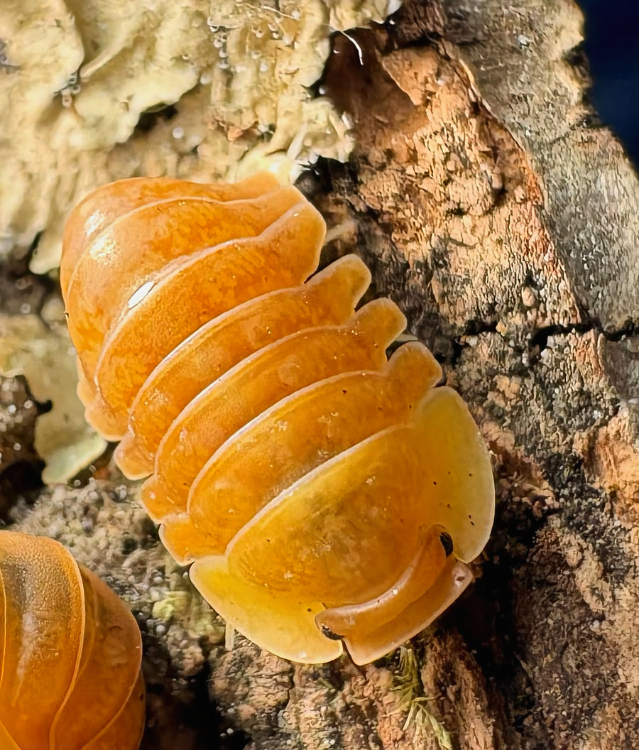 Cubaris sp "Blonde Ducky"