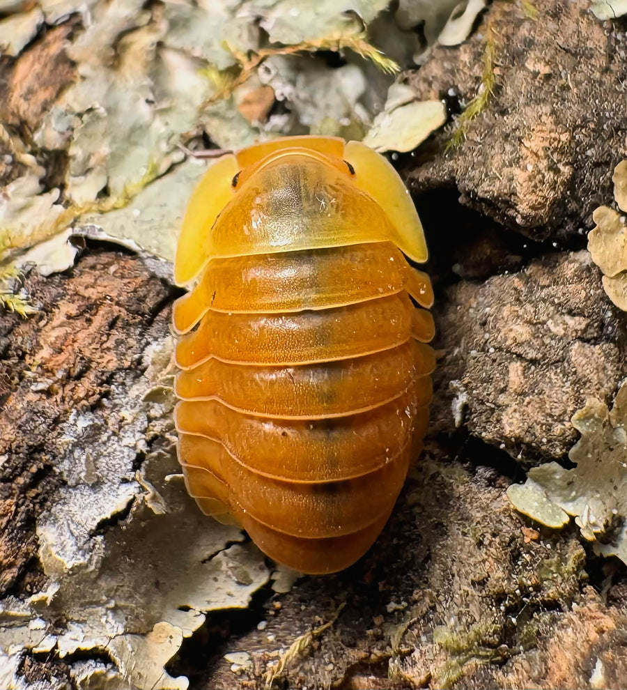Cubaris sp "Blonde Ducky"