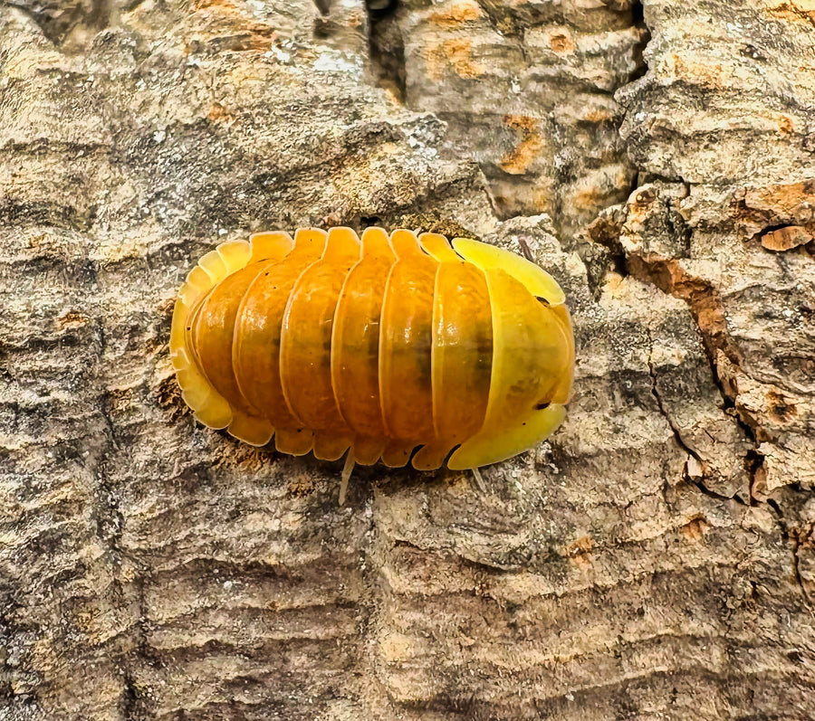 Cubaris sp "Blonde Ducky"