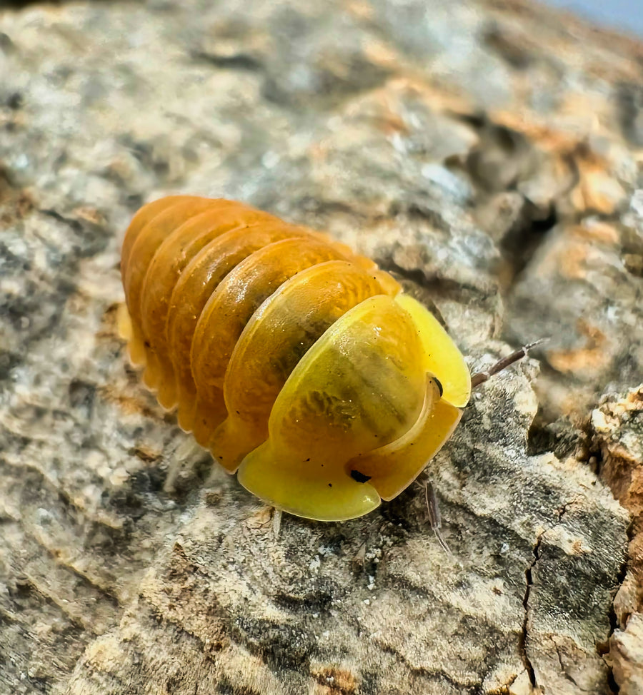 Cubaris sp "Blonde Ducky"