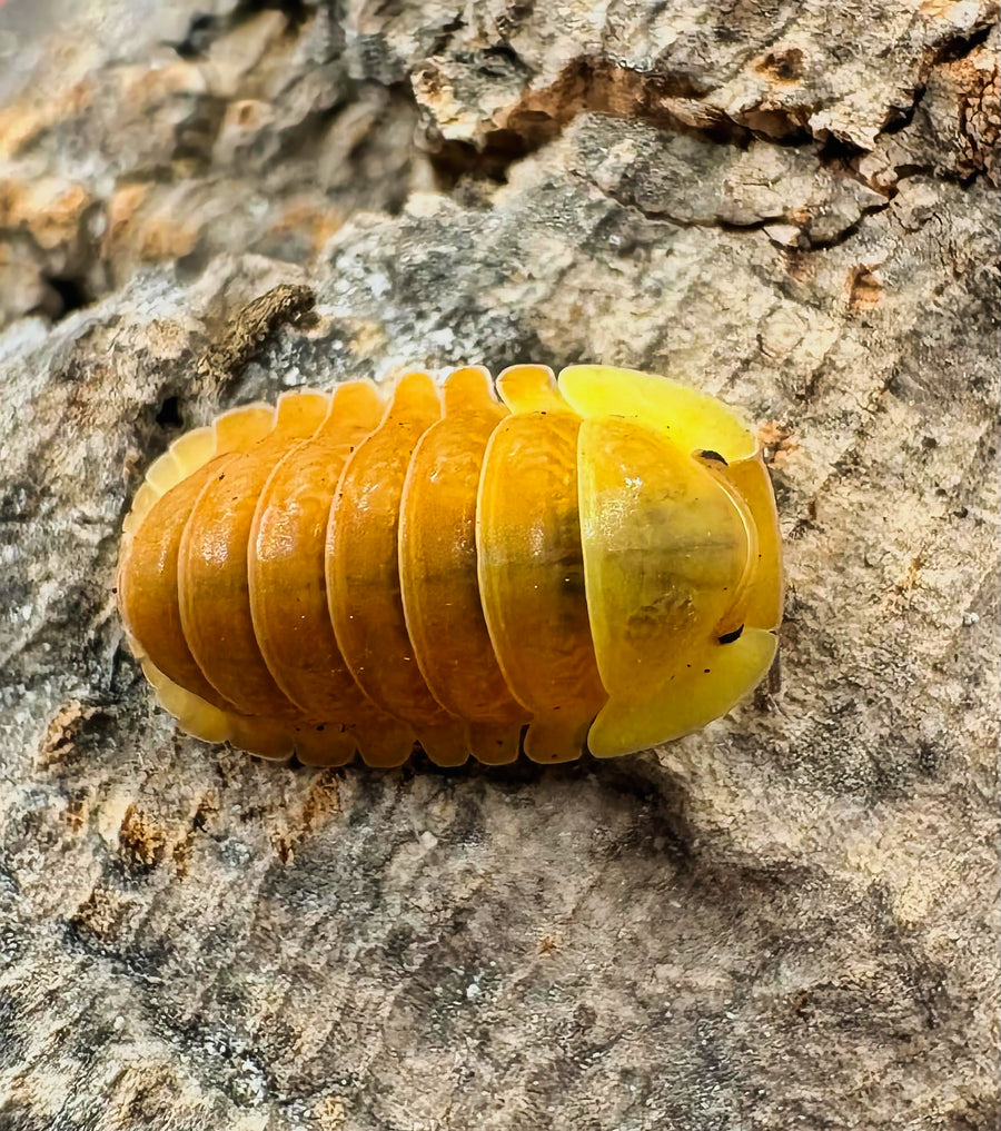 Cubaris sp "Blonde Ducky"