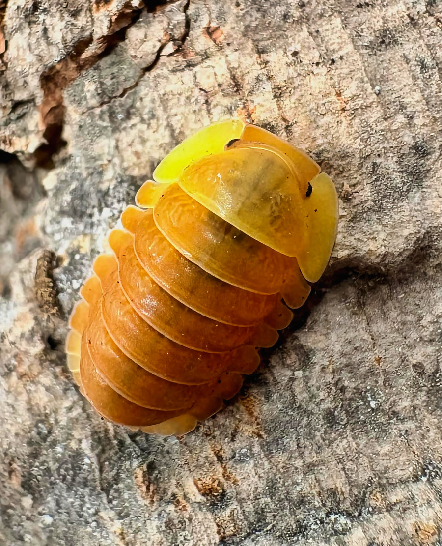 Cubaris sp "Blonde Ducky"