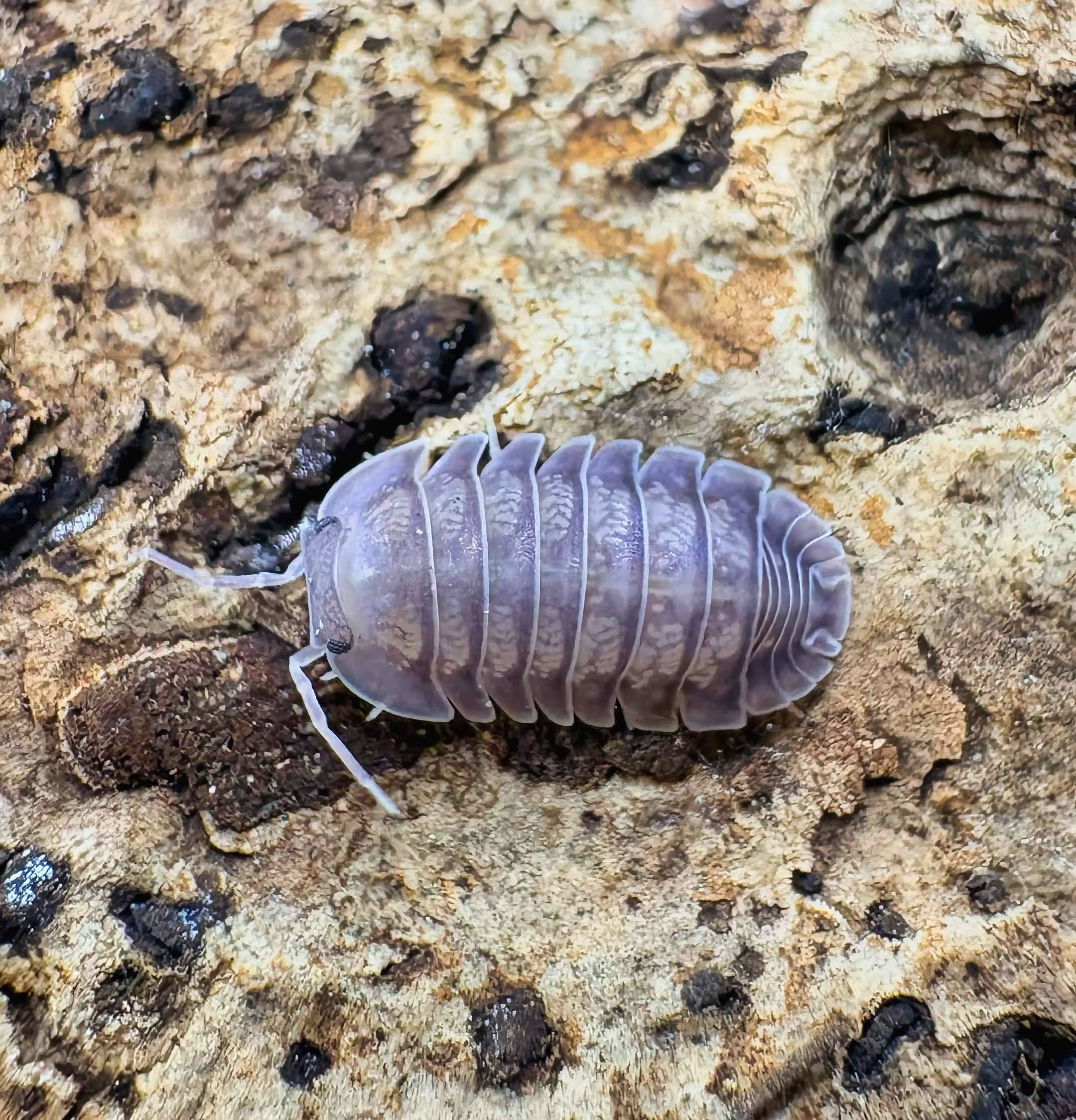 Cubaris sp "Blue Pigeon"
