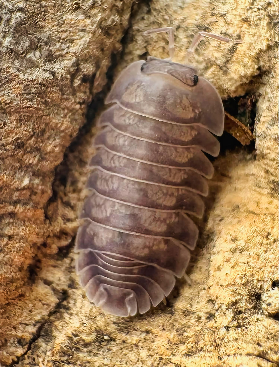 Cubaris sp "Blue Pigeon"