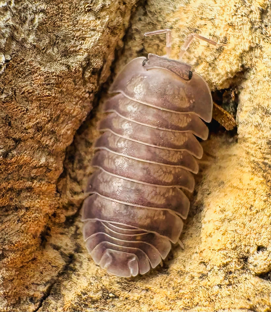 Cubaris sp "Blue Pigeon"