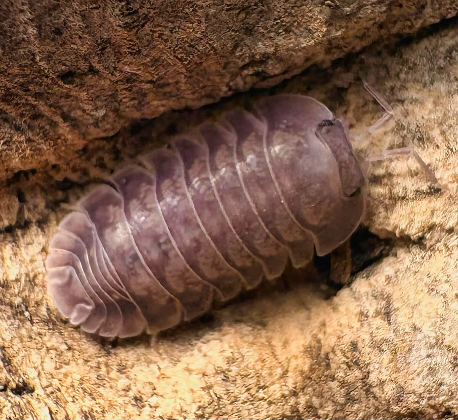 Cubaris sp "Blue Pigeon"