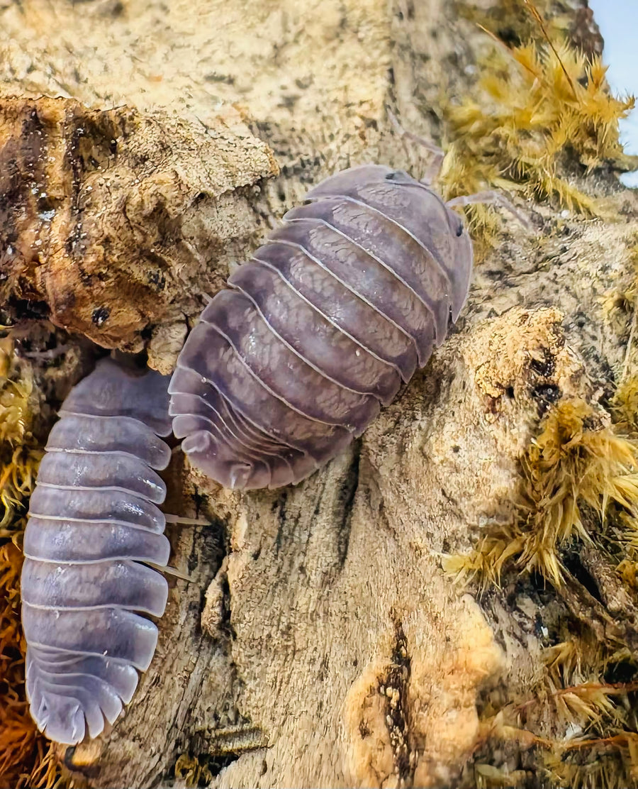 Cubaris sp "Blue Pigeon"