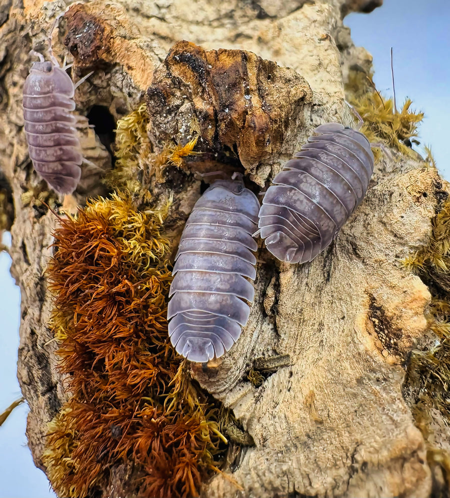 Cubaris sp "Blue Pigeon"