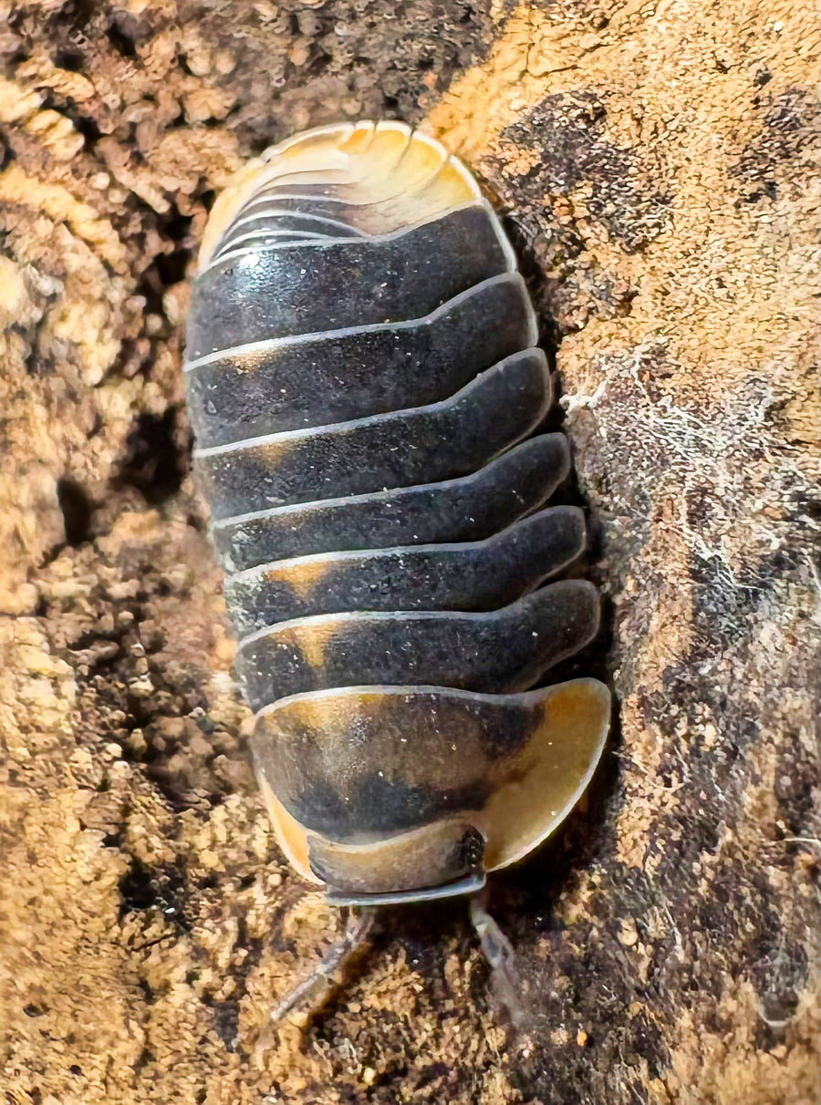Cubaris sp "Blue Whale Flame"
