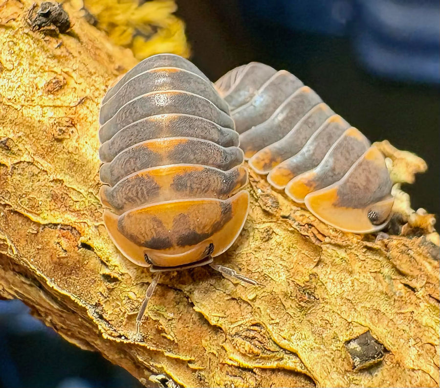 Cubaris sp "Blue Whale Flame"