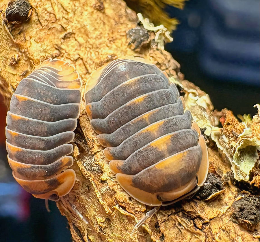 Cubaris sp "Blue Whale Flame"