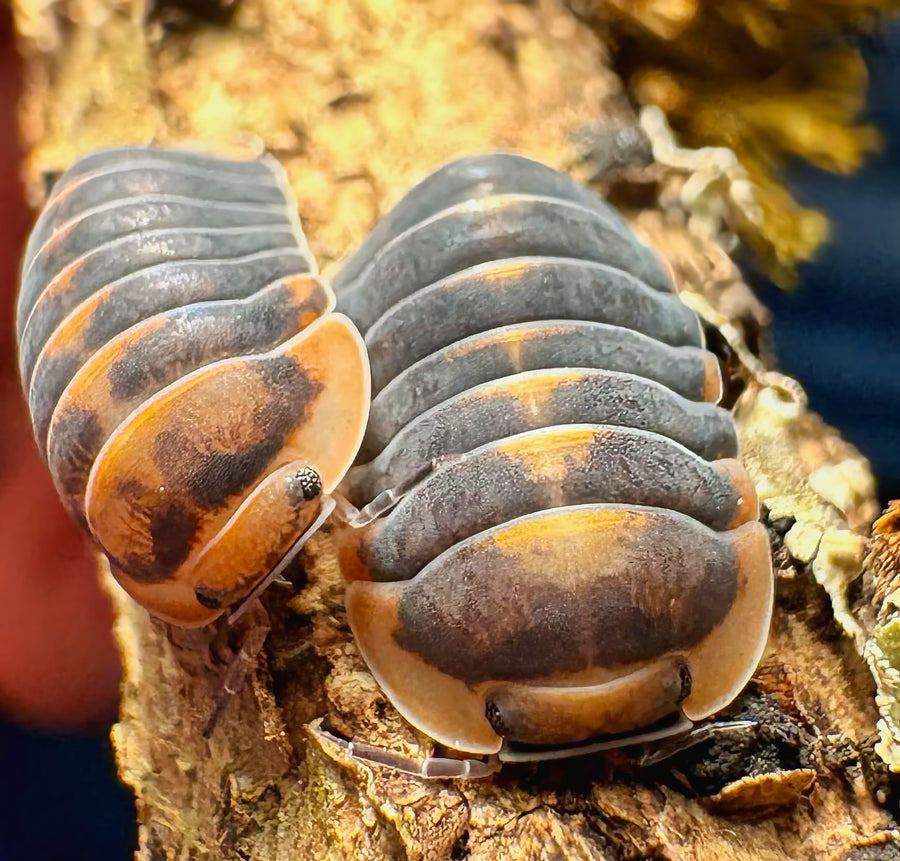 Cubaris sp "Blue Whale Flame"