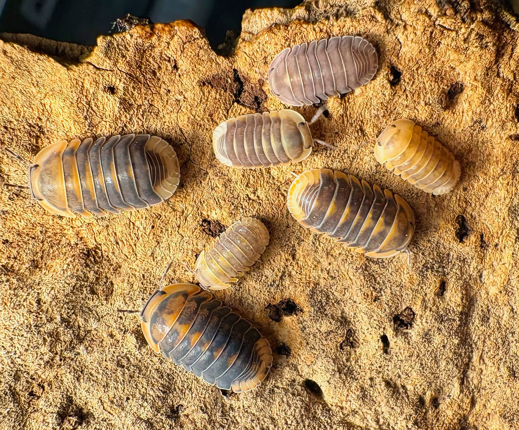 Cubaris sp "Blue Whale Flame"