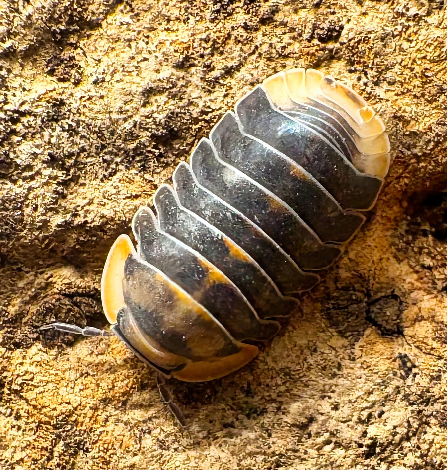 Cubaris sp "Blue Whale Flame"