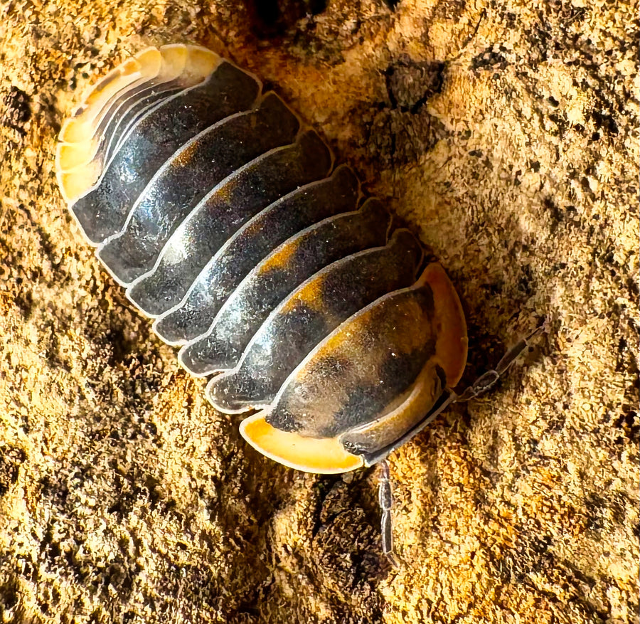 Cubaris sp "Blue Whale Flame"