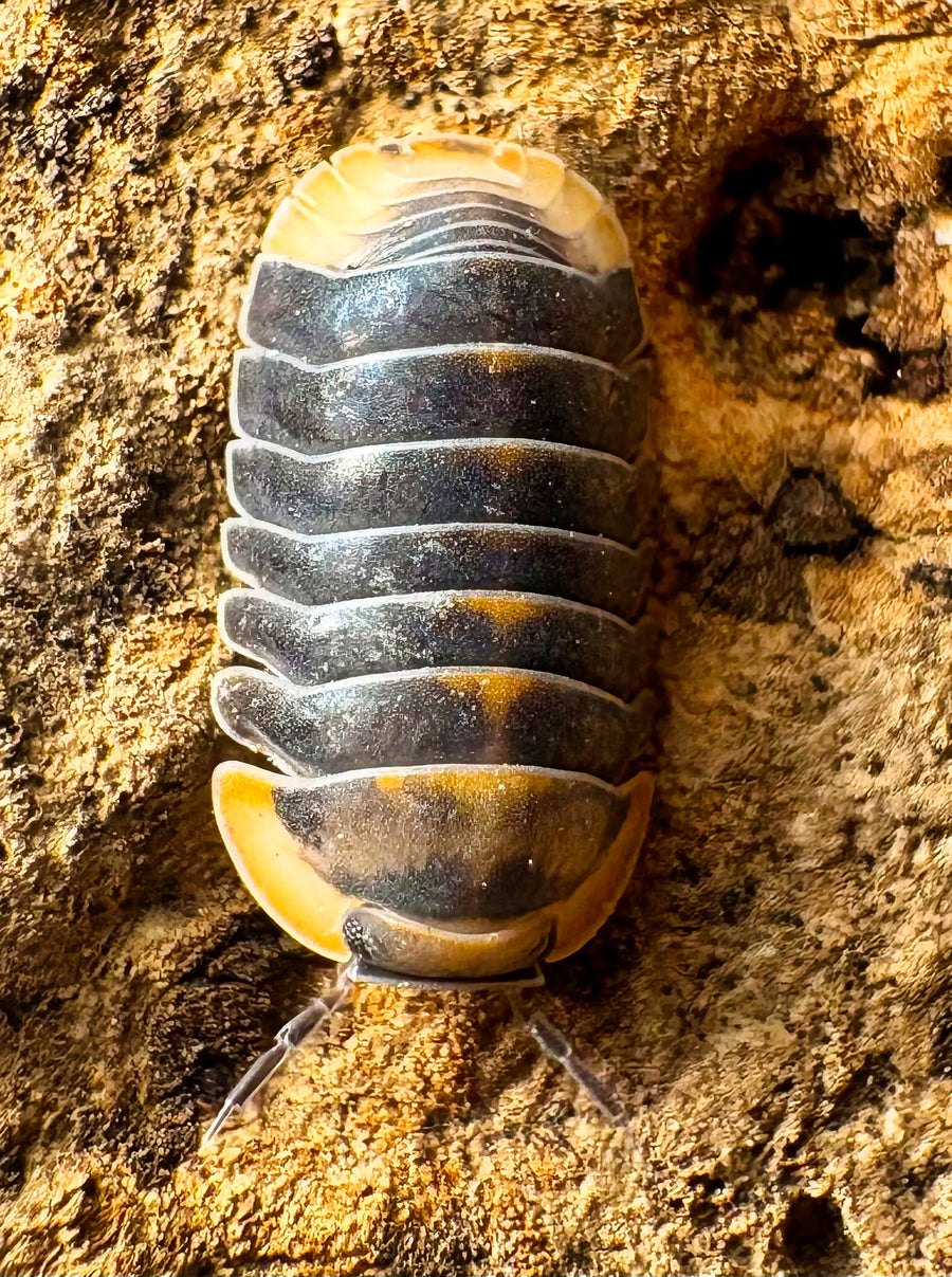 Cubaris sp "Blue Whale Flame"