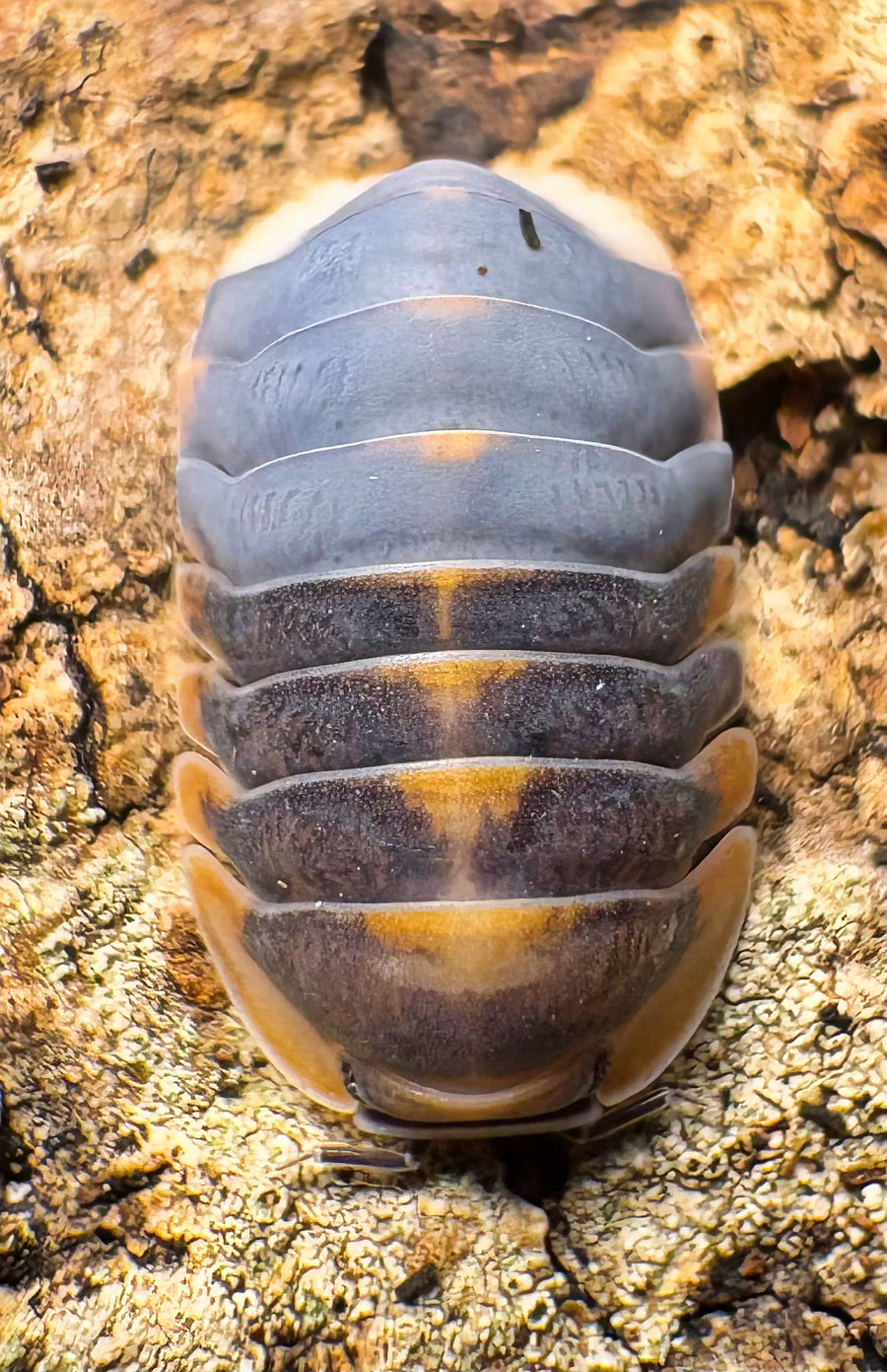 Cubaris sp "Blue Whale Flame"