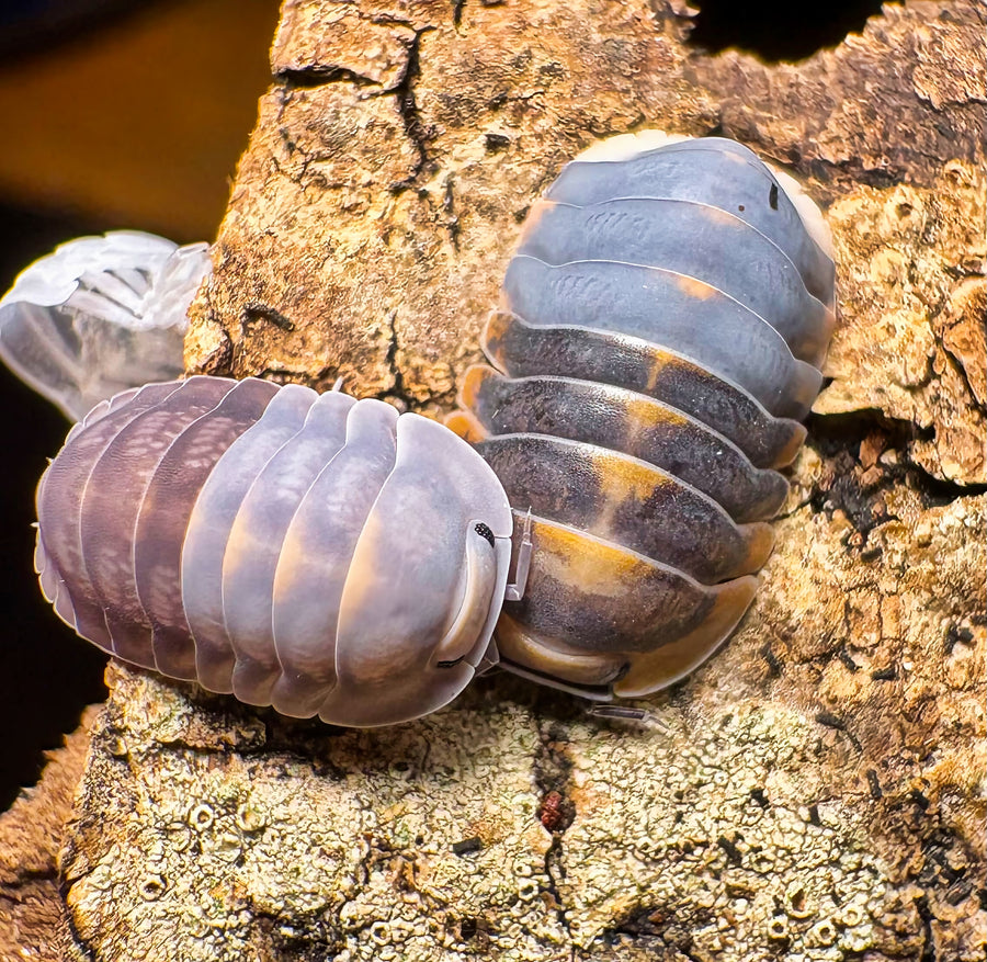 Cubaris sp "Blue Whale Flame"
