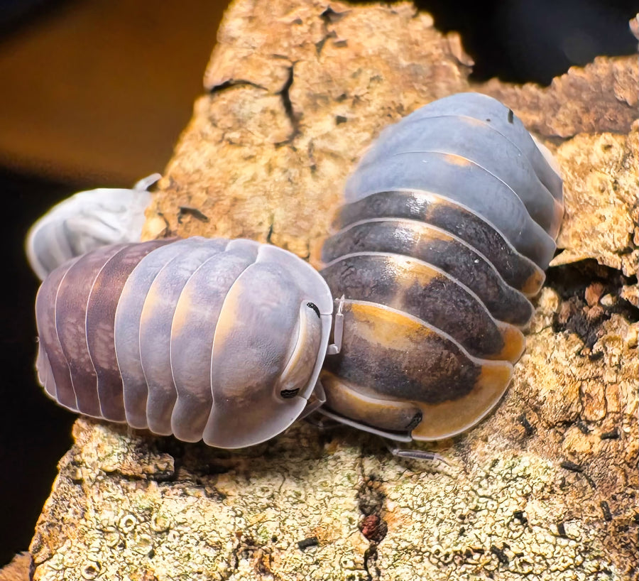 Cubaris sp "Blue Whale Flame"