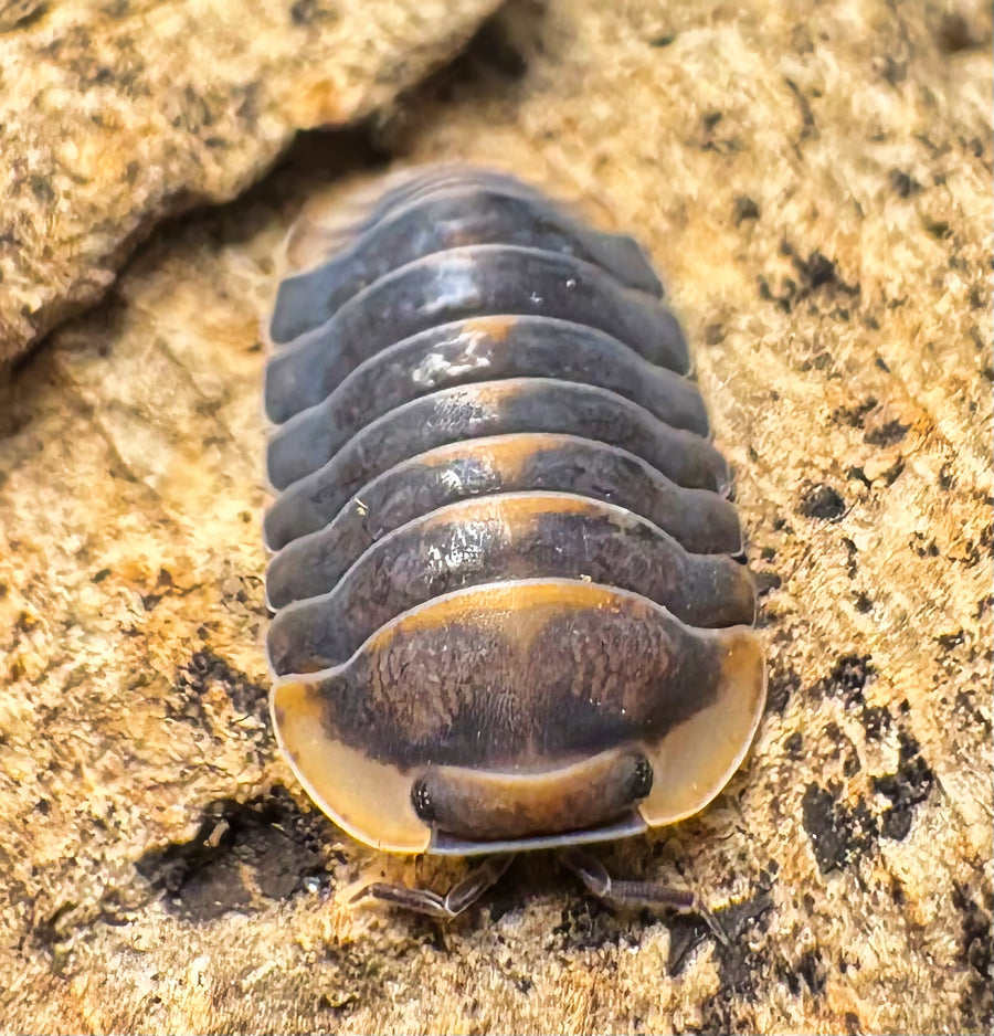 Cubaris sp "Blue Whale Flame"