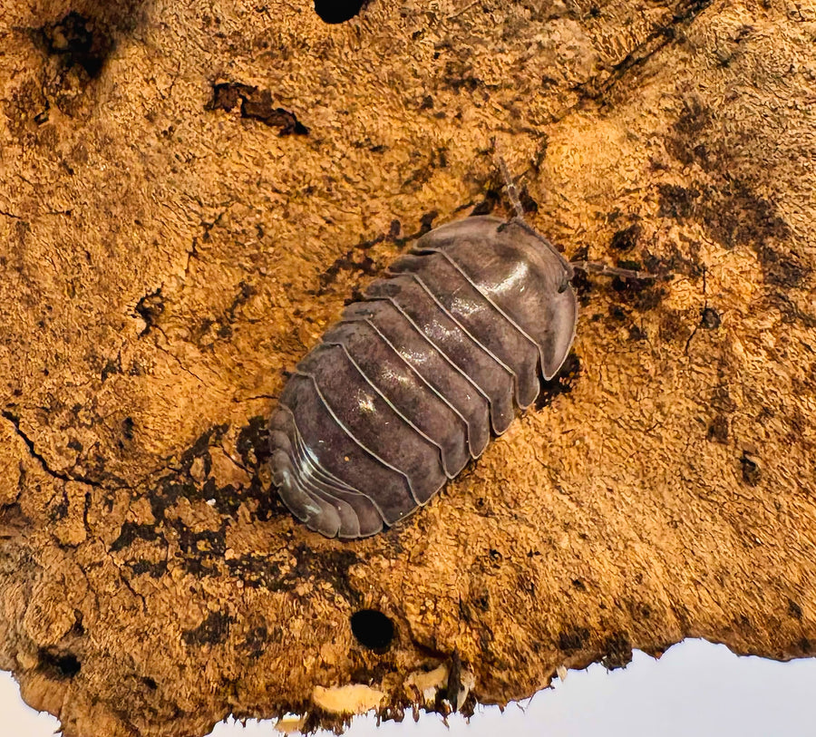 Cubaris sp "Blue Whale"