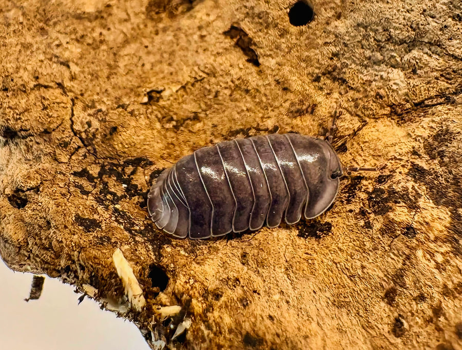 Cubaris sp "Blue Whale"