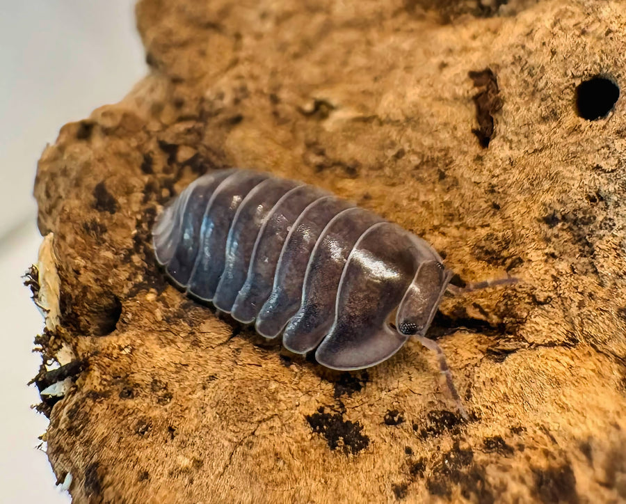 Cubaris sp "Blue Whale"