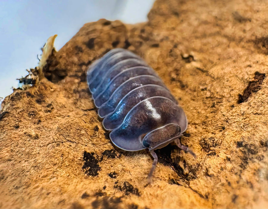 Cubaris sp "Blue Whale"