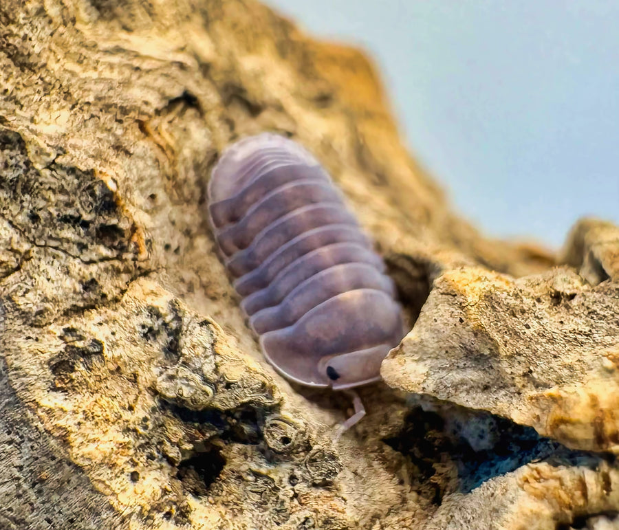 Cubaris sp "Blue Whale"