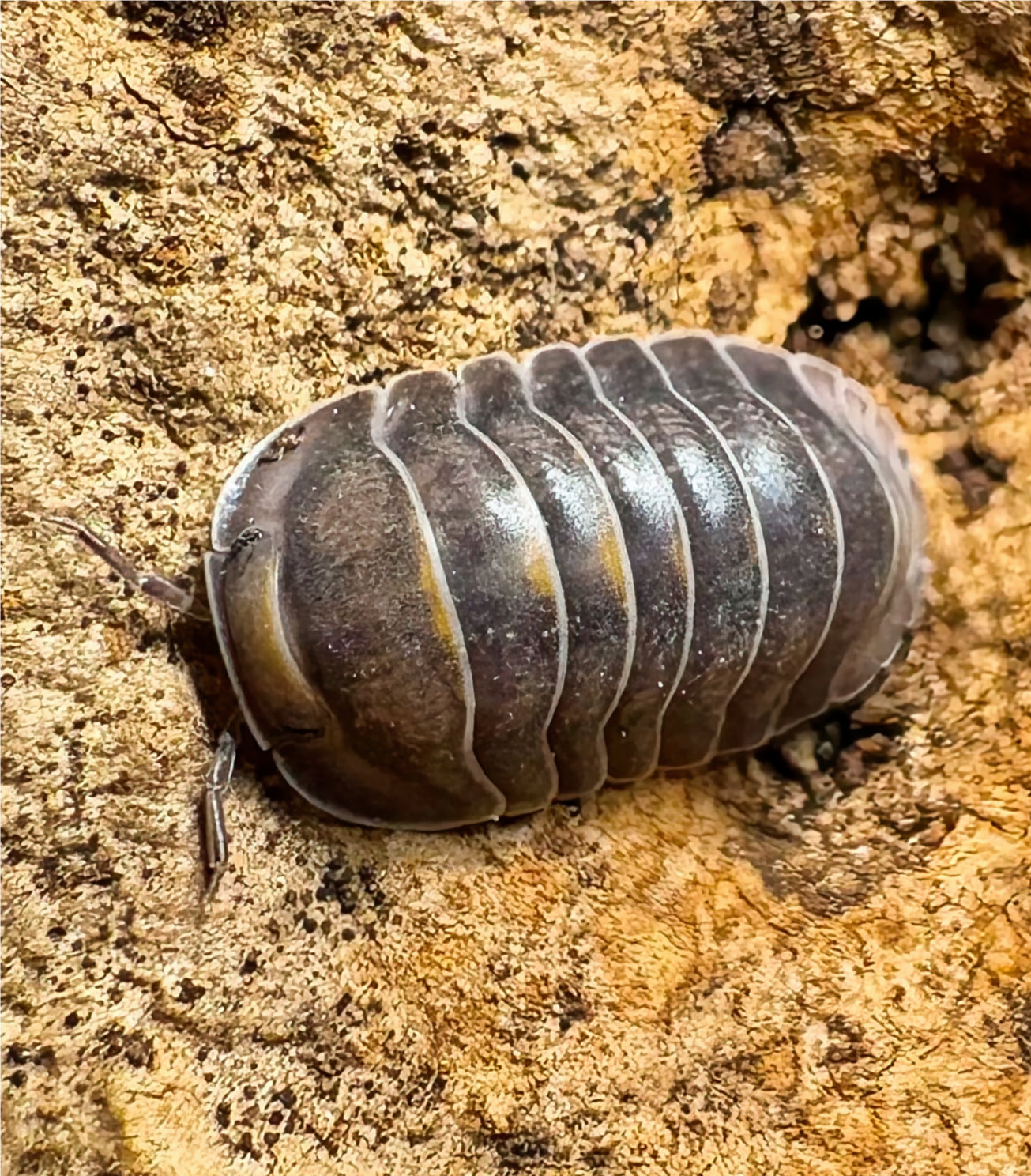 Cubaris sp "Blue Whale"
