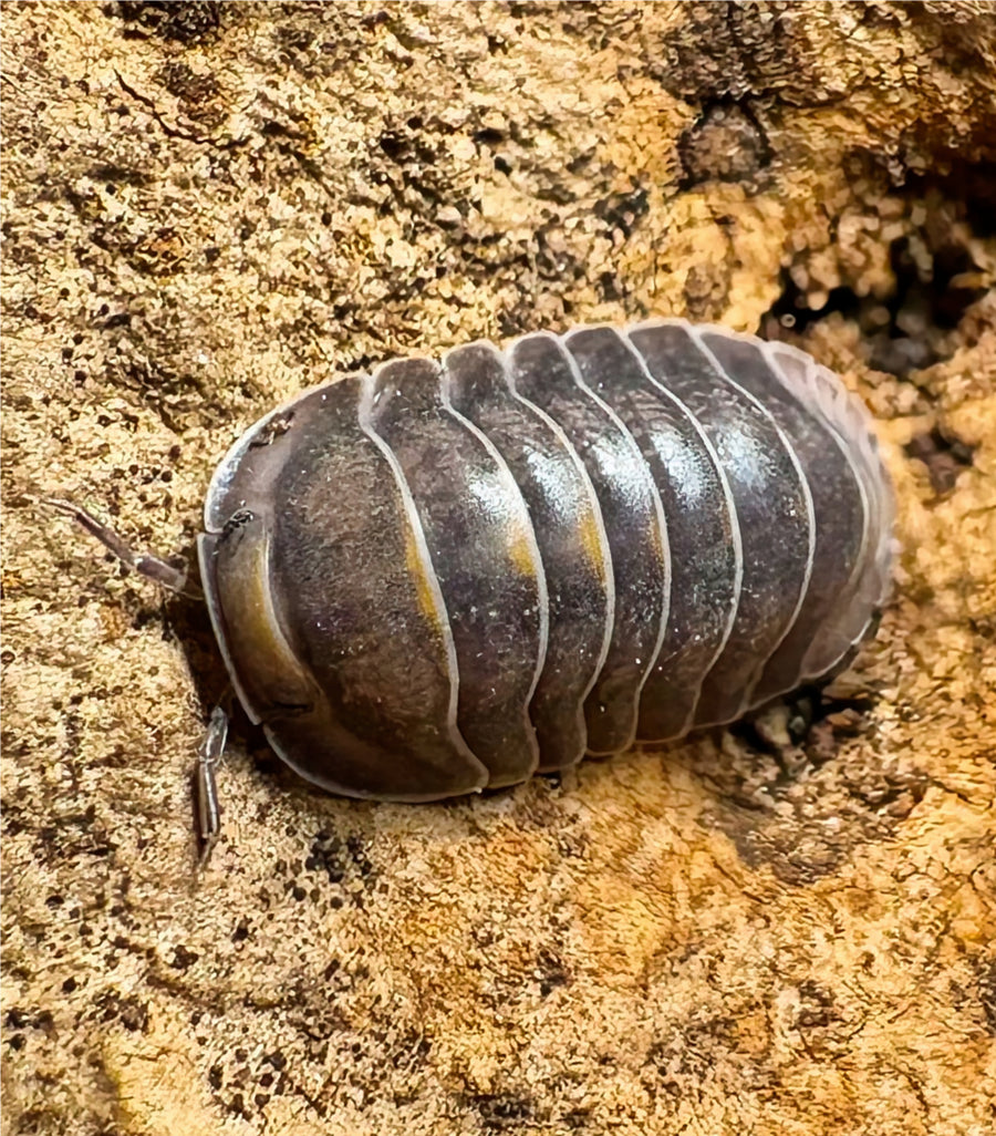 Cubaris sp "Blue Whale"
