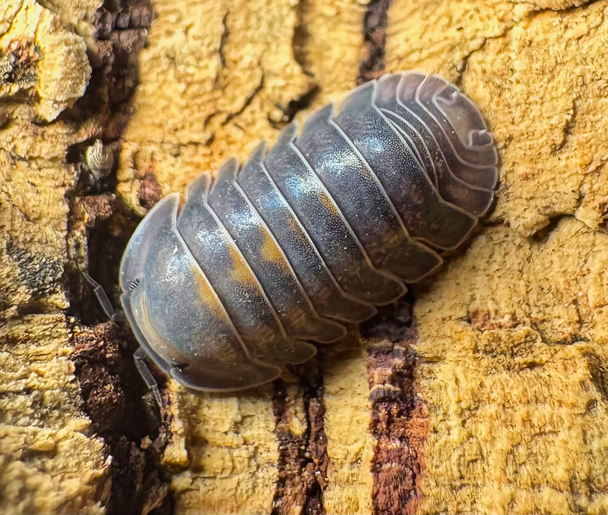 Cubaris sp "Blue Whale"