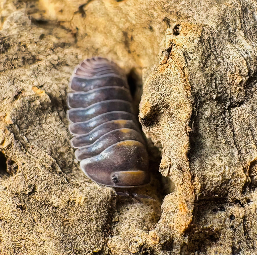 Cubaris sp "Blue Whale"
