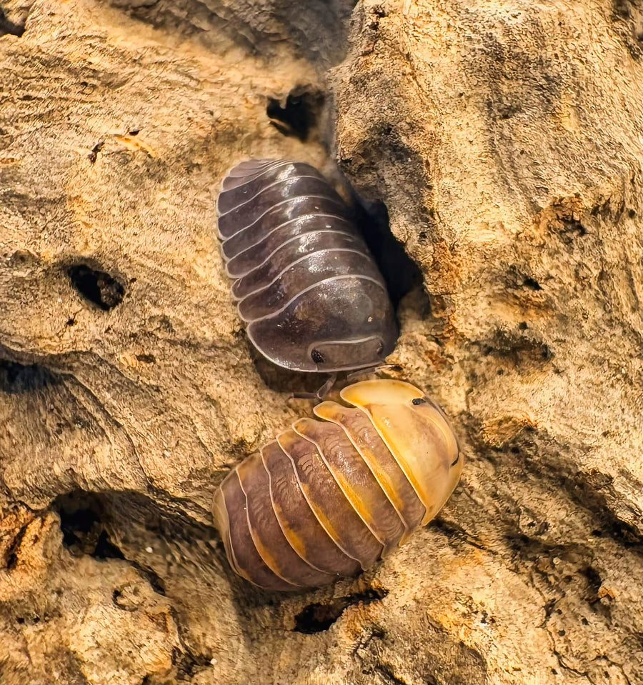 Cubaris sp "Blue Whale"