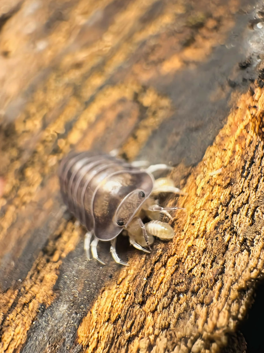 Cubaris sp "Blue Whale"